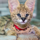 Illustration for article titled ZOMG BABY SERVALS!!!